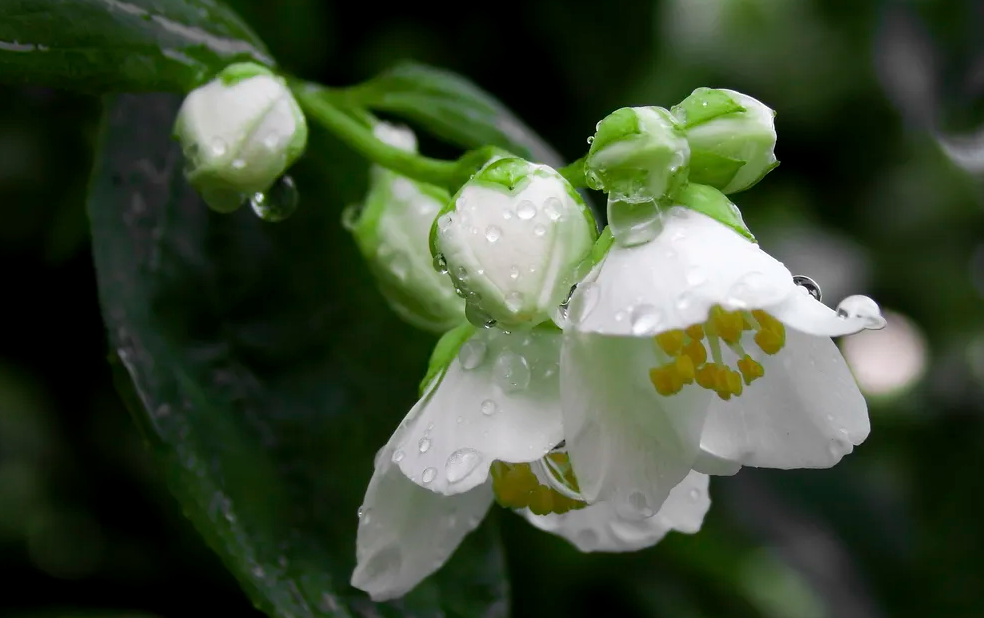 essential oils jasmine benefits