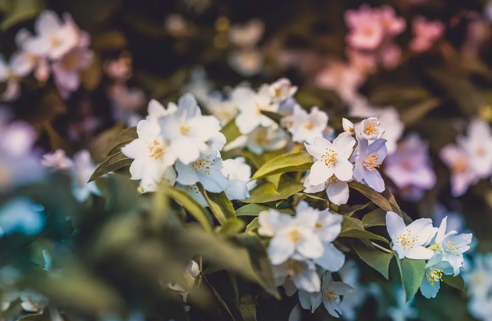 jasmine essential oil